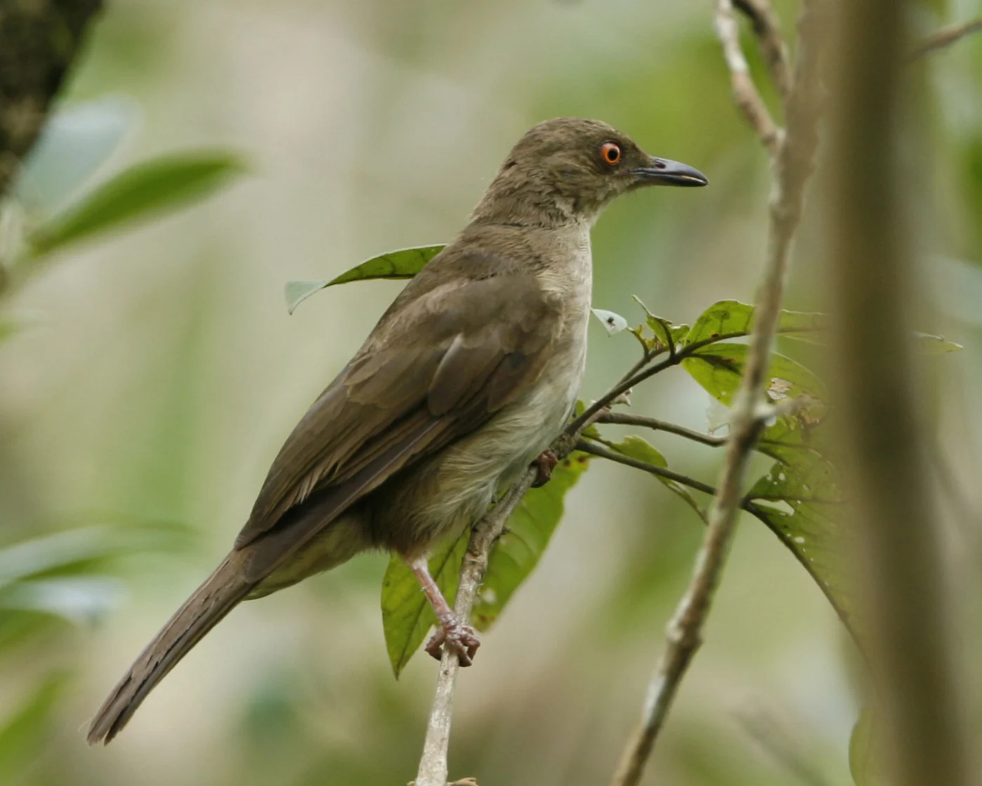 Asian Red-eyed Bulbul