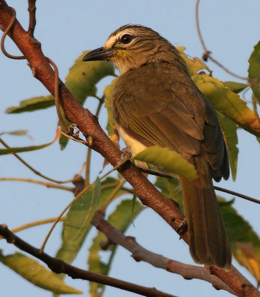 White-browed Bulbul