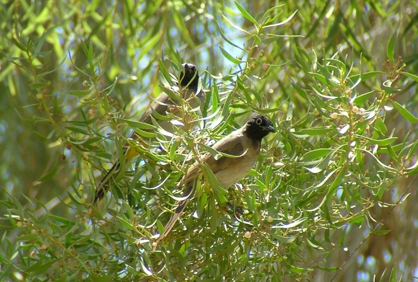 Arabian Black-capped Bulbul