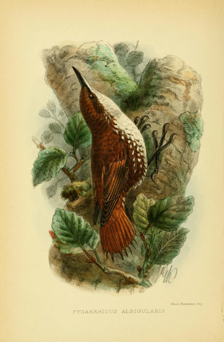 White-throated Treerunner