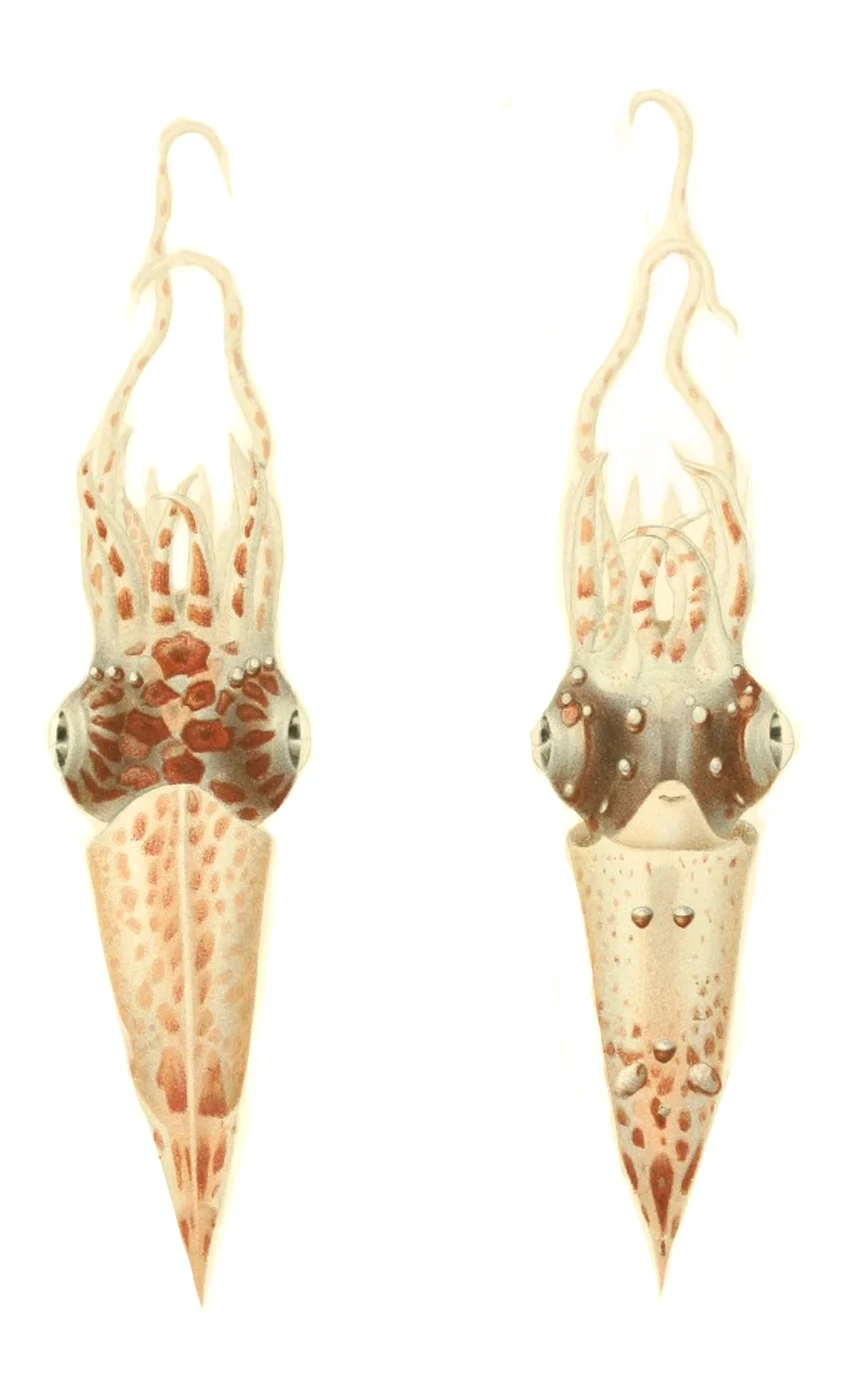 Luminous fire squid