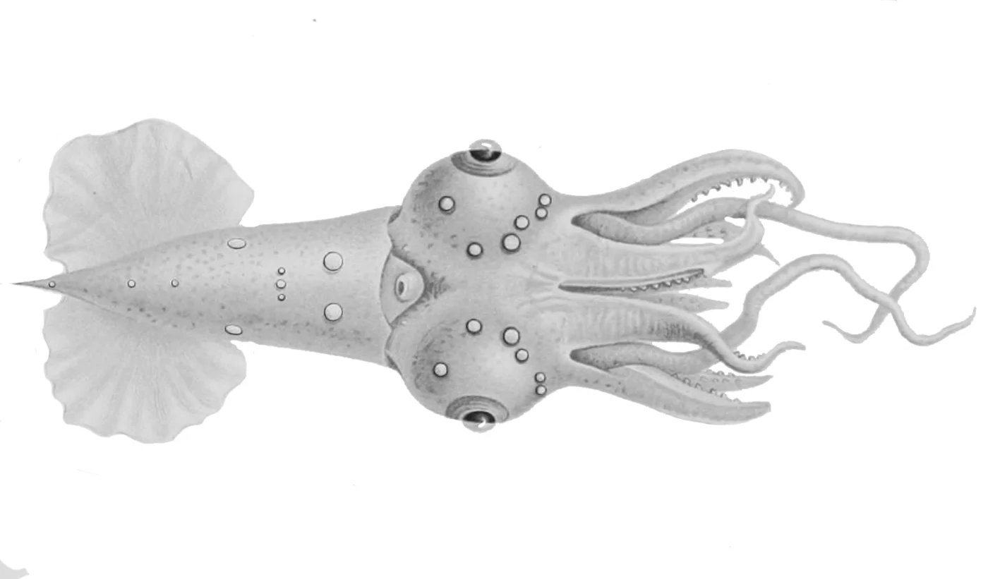 Jewel enope squid