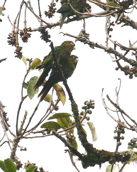 Sulphur-winged Parakeet