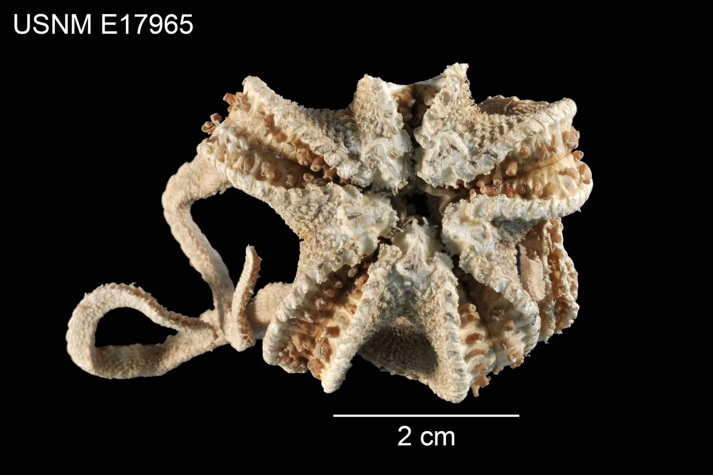 Pythonaster pacificus