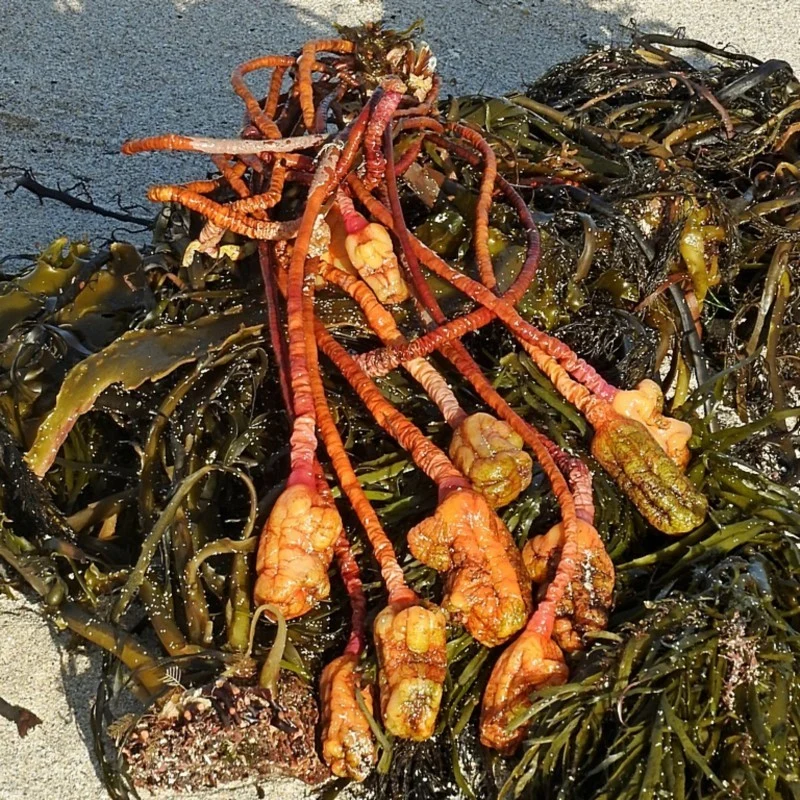 Lumpy sea tulip