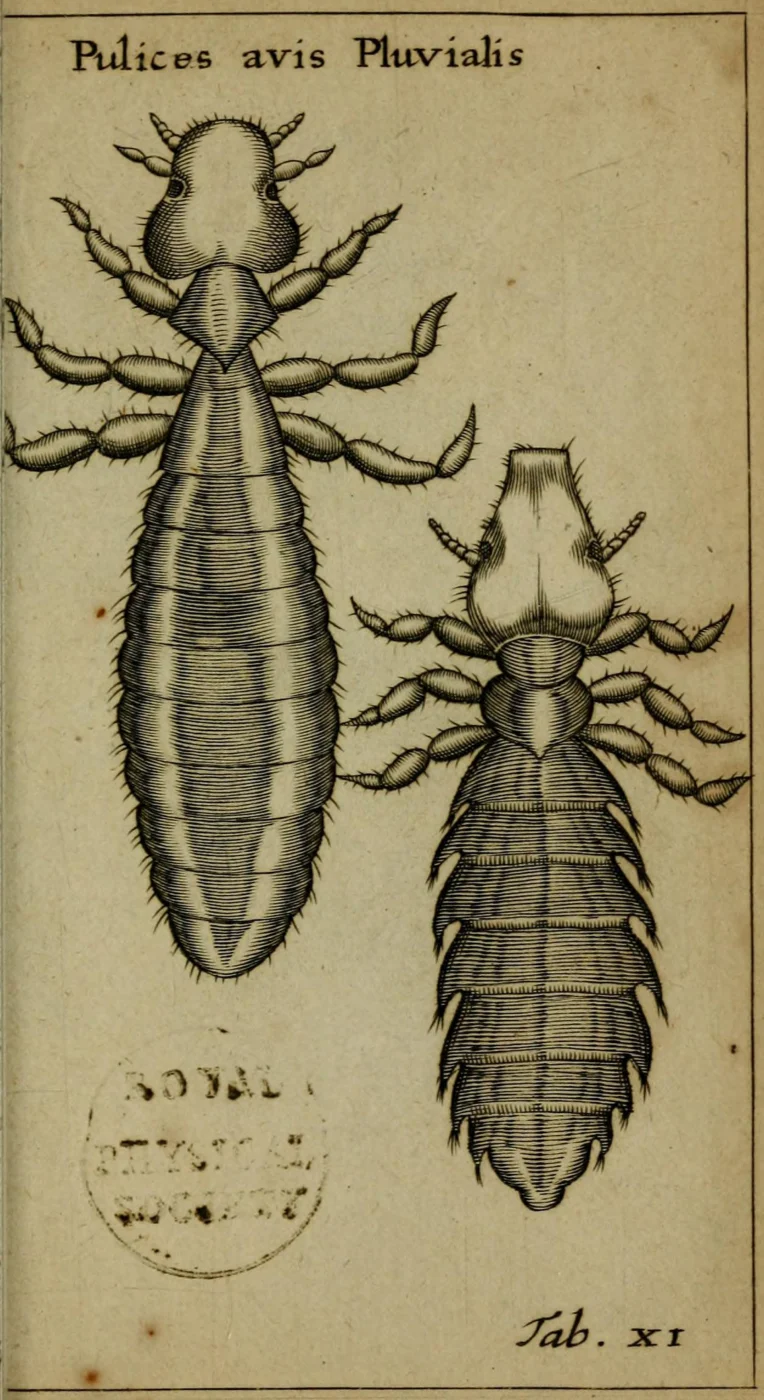 Quadraceps birostris