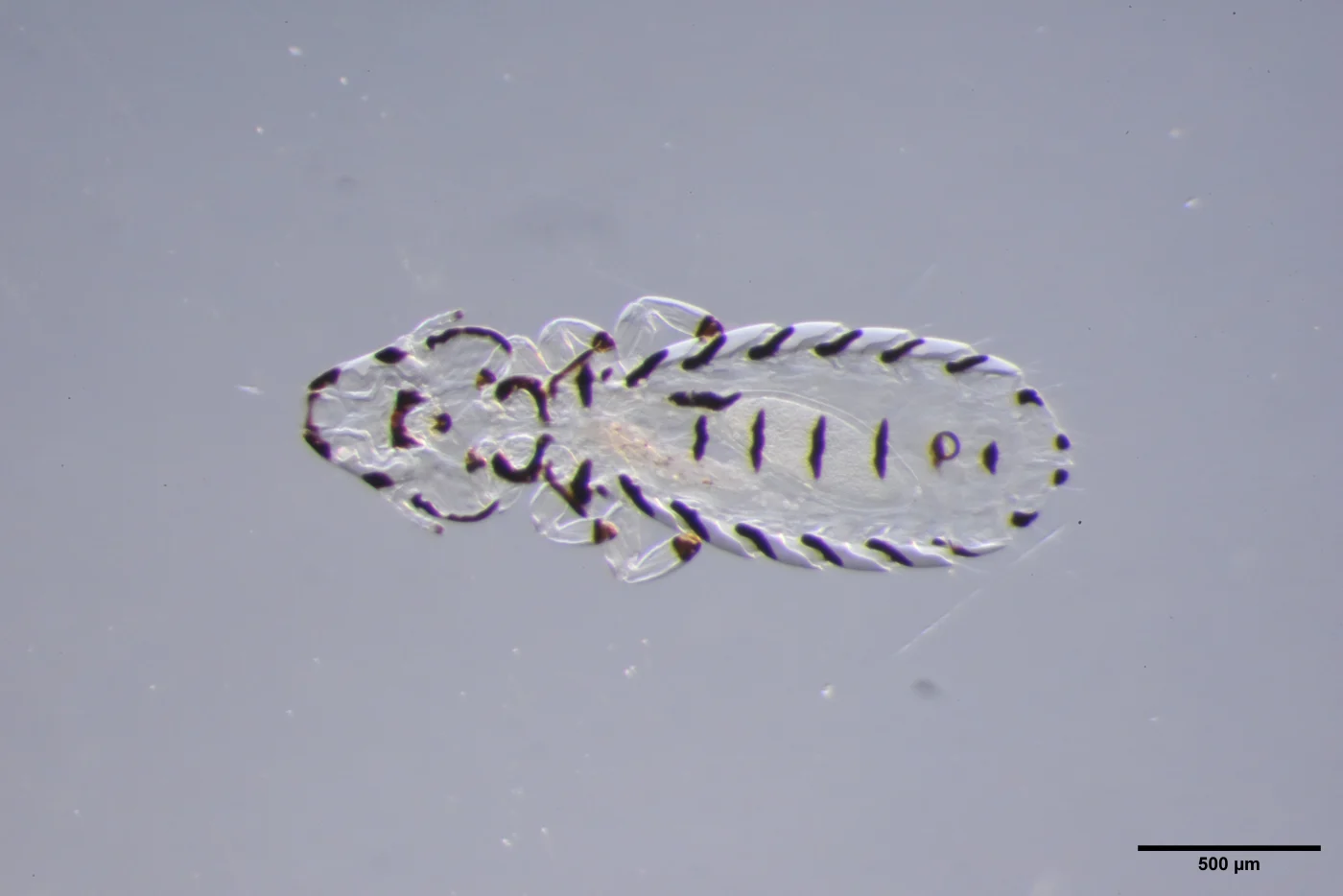 Quadraceps ornatus