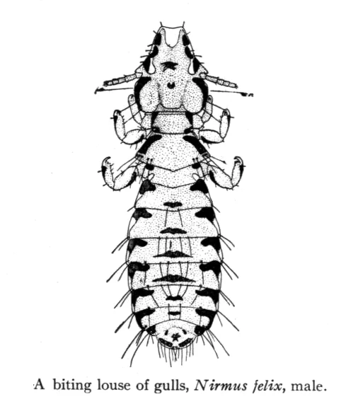 Quadraceps punctatus