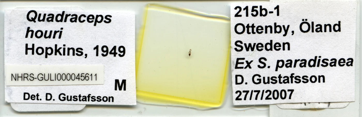 Quadraceps sellatus