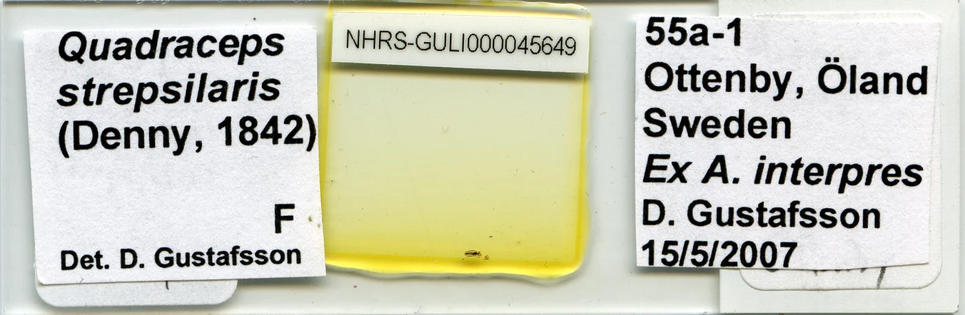 Quadraceps strepsilaris