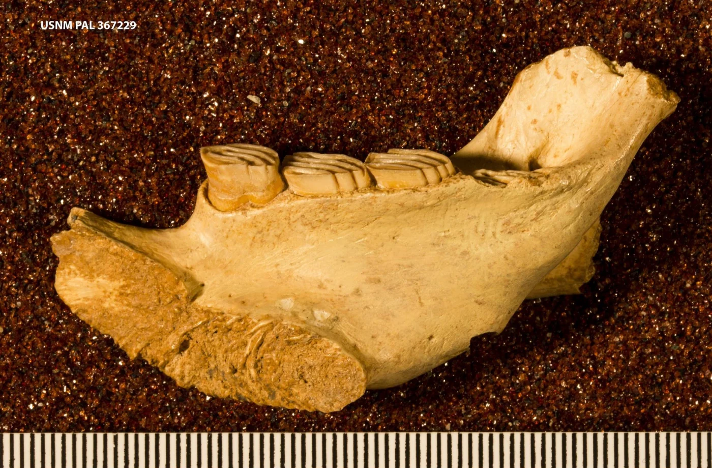 Twisted-toothed Giant Hutia