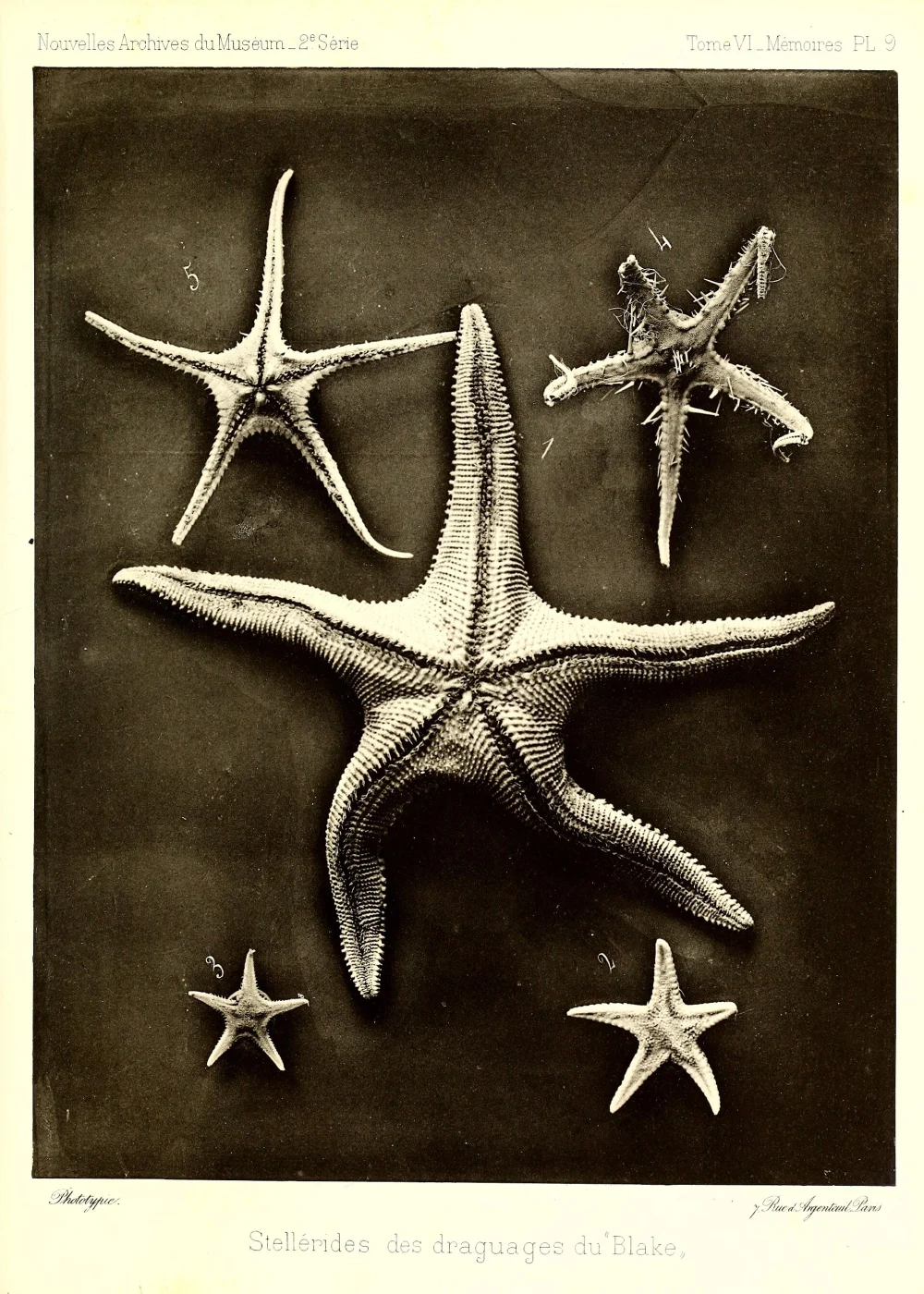 Radiaster elegans