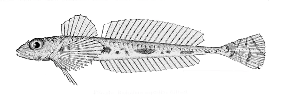 slim sculpin
