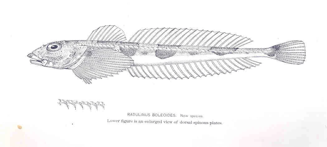 darter sculpin