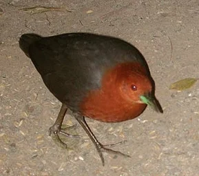 Andaman Crake