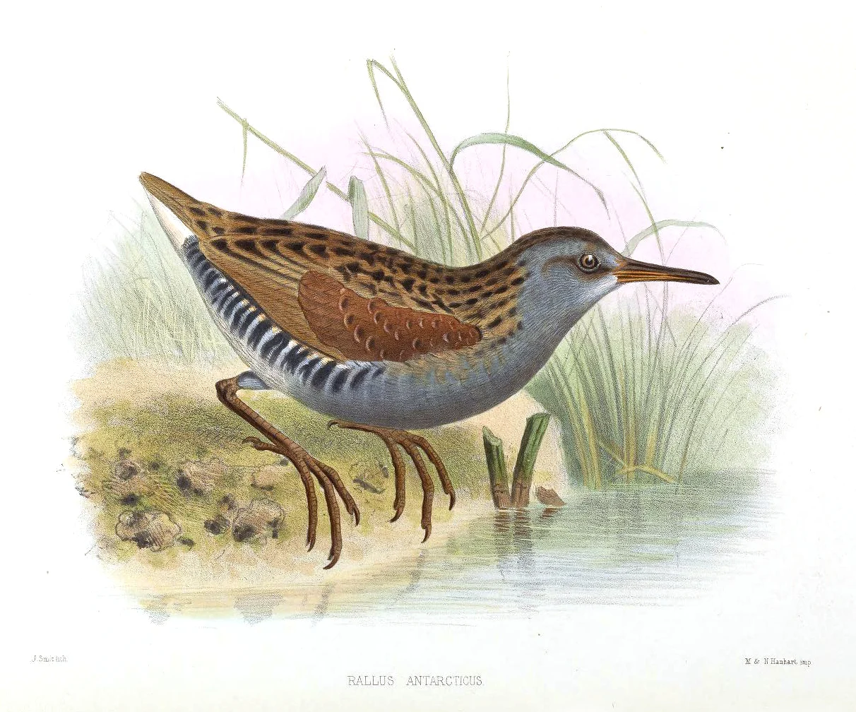 Austral Rail