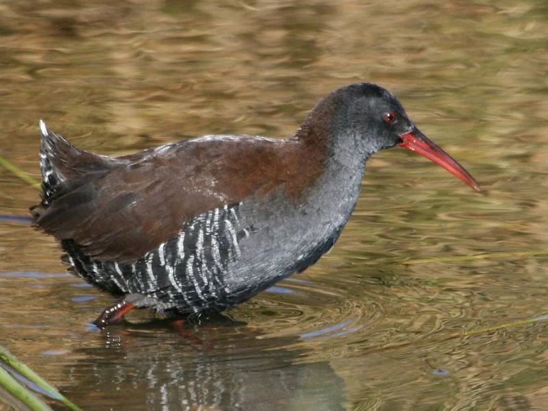 AFRA