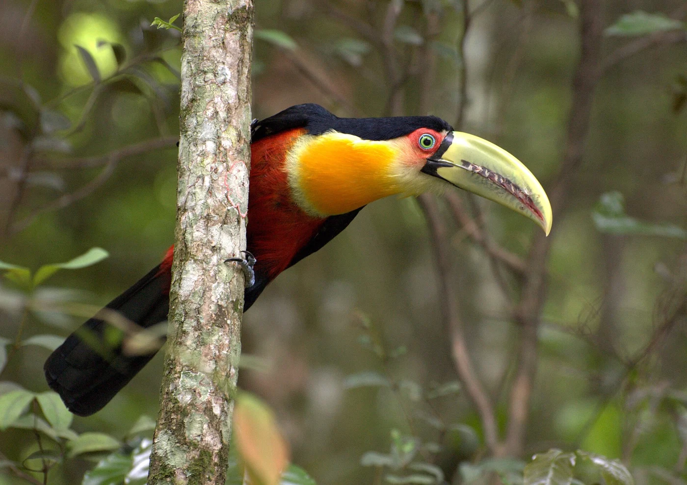 Green-billed Toucan