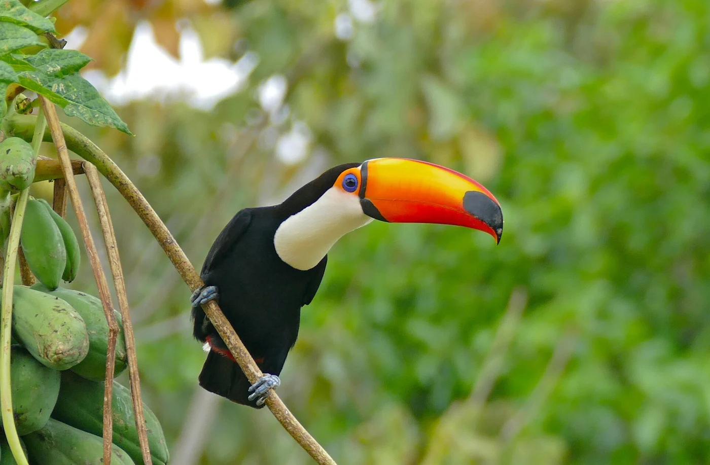 Common Toucan