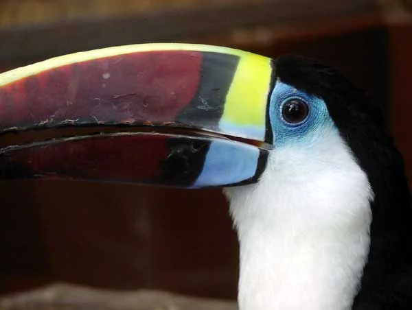 Cuvier's Toucan