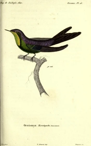 Purple-backed Thornbill
