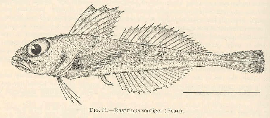 roughskin sculpin