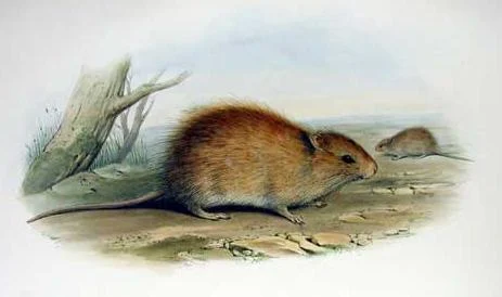 Australian Swamp Rat