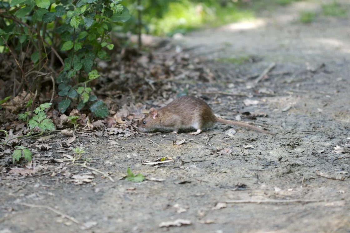 Osgood s Vietnamese Rat
