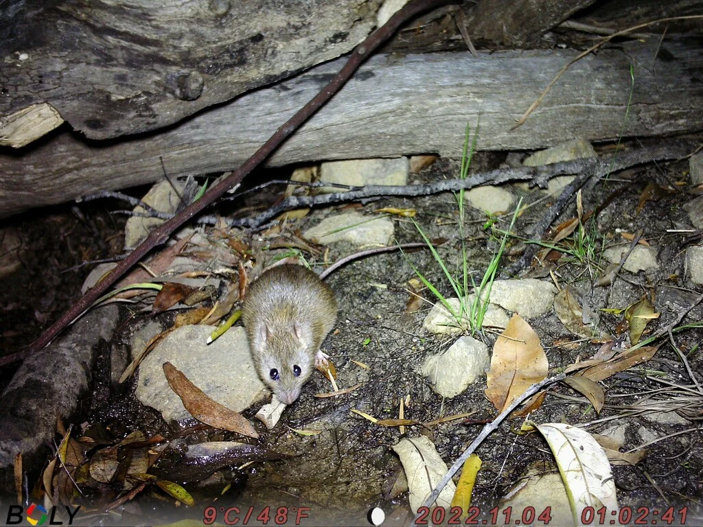 Australian Pale Field Rat