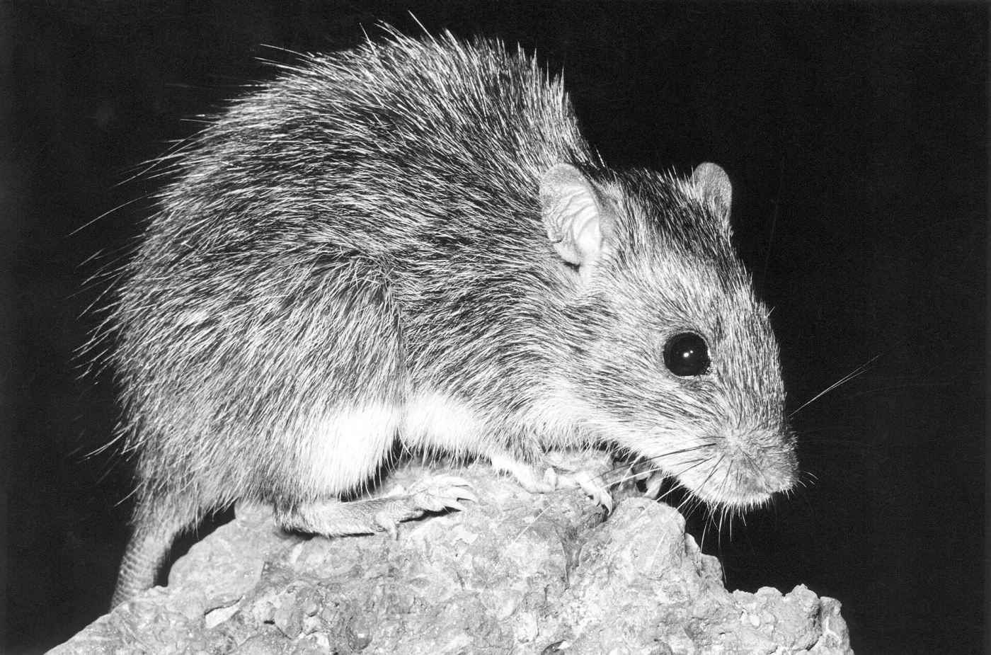 Australian Long-haired Rat