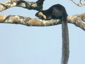 Ardilla gigante negra