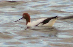 Australian Red Necked Avocet
