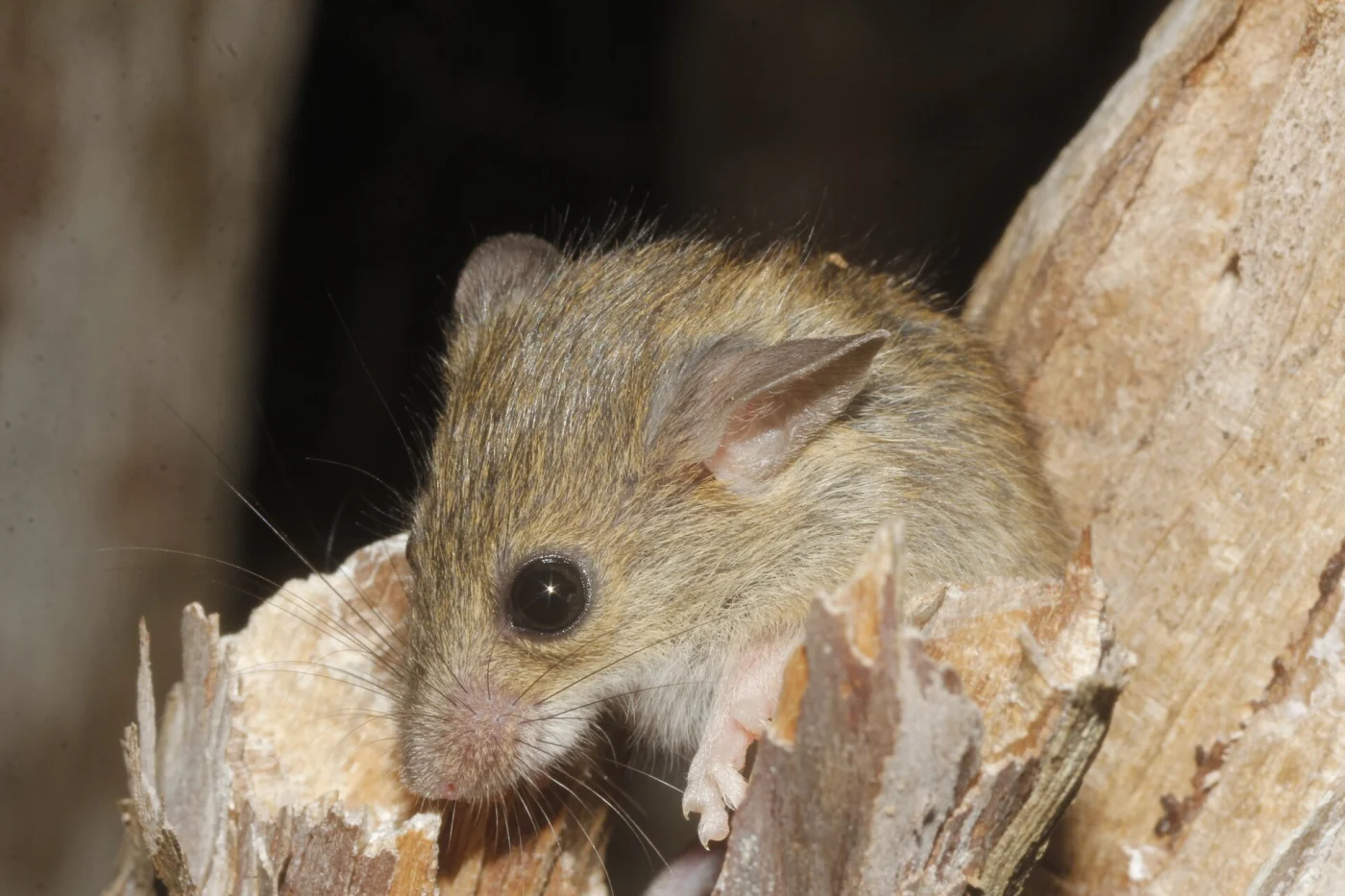 Slender Harvest Mouse