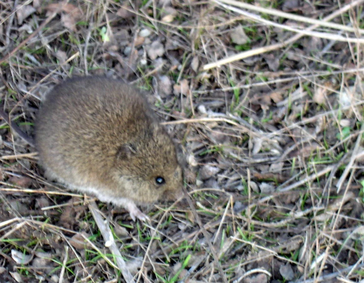Souris-moissonneuse de | ' Ouest