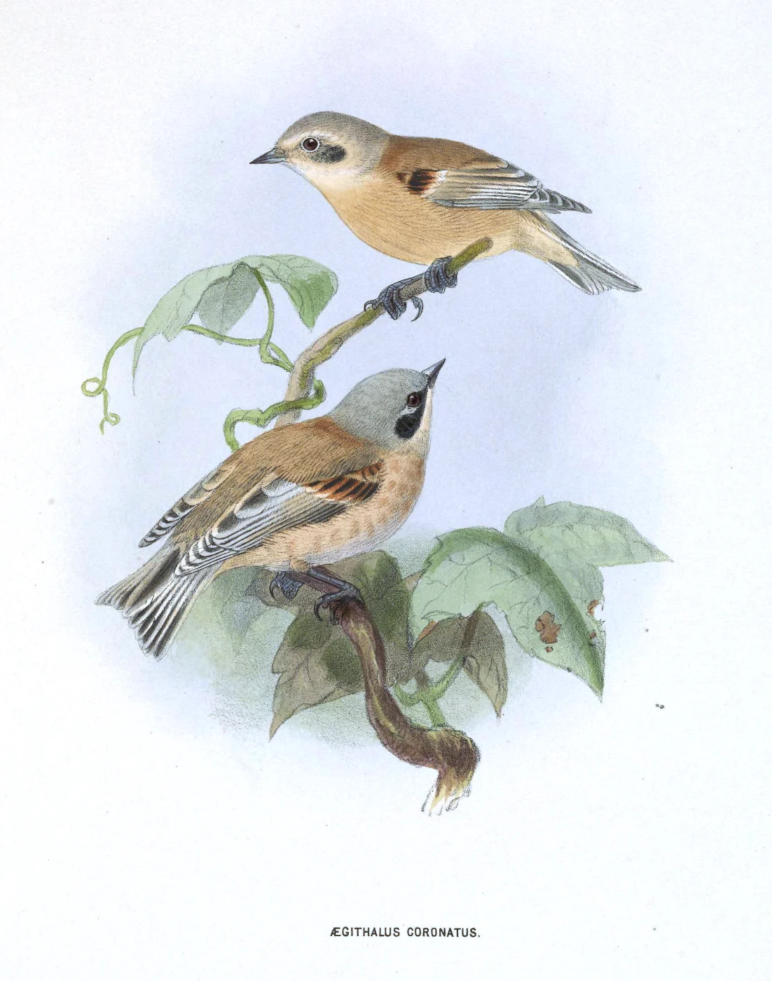 White-crowned Penduline Tit
