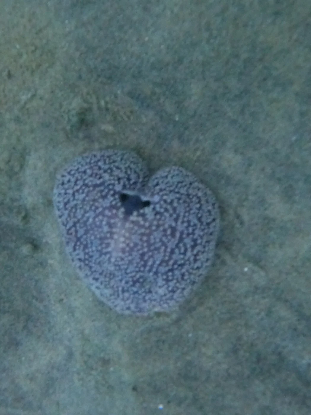 Renilla amethystina