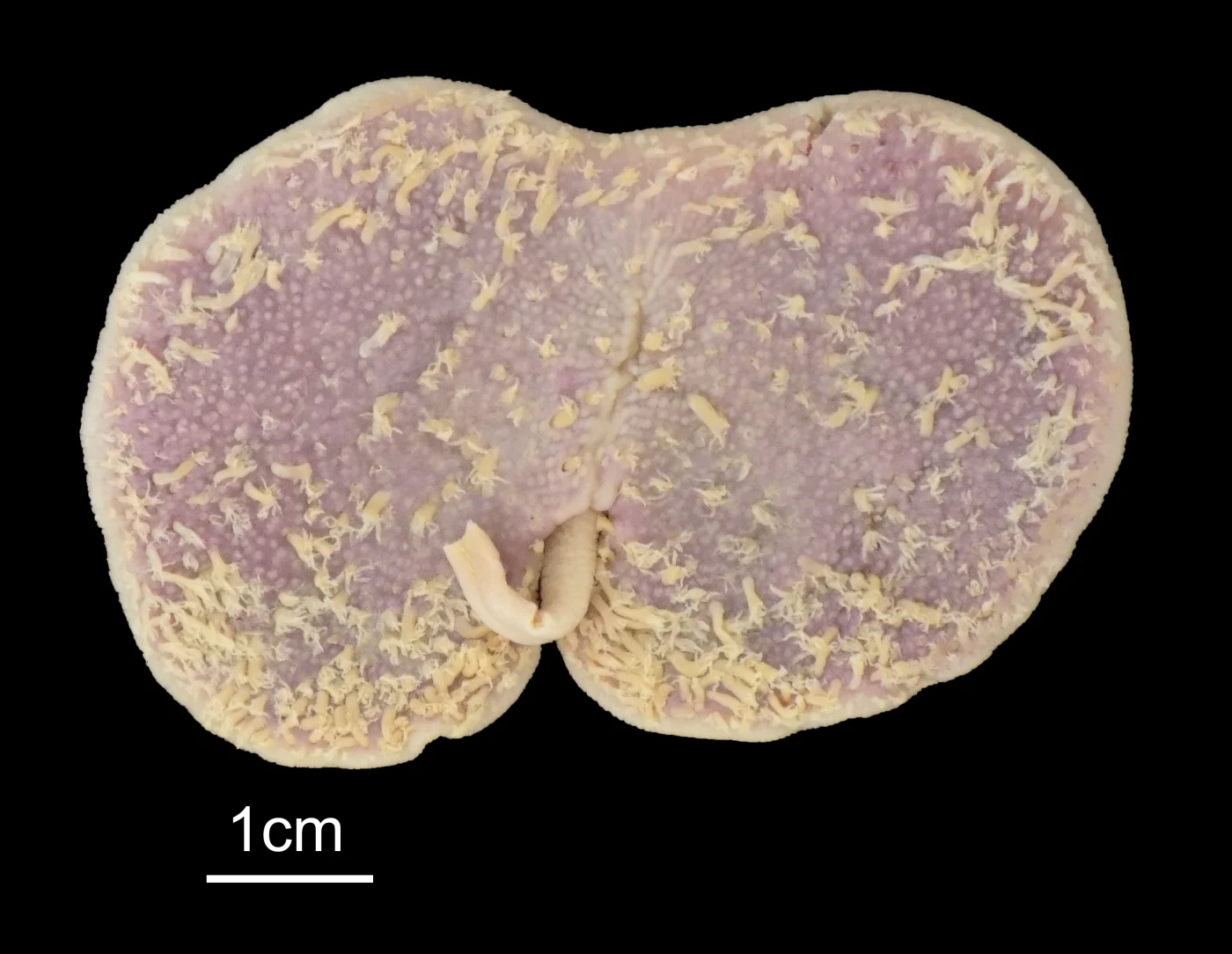 Renilla octodentata