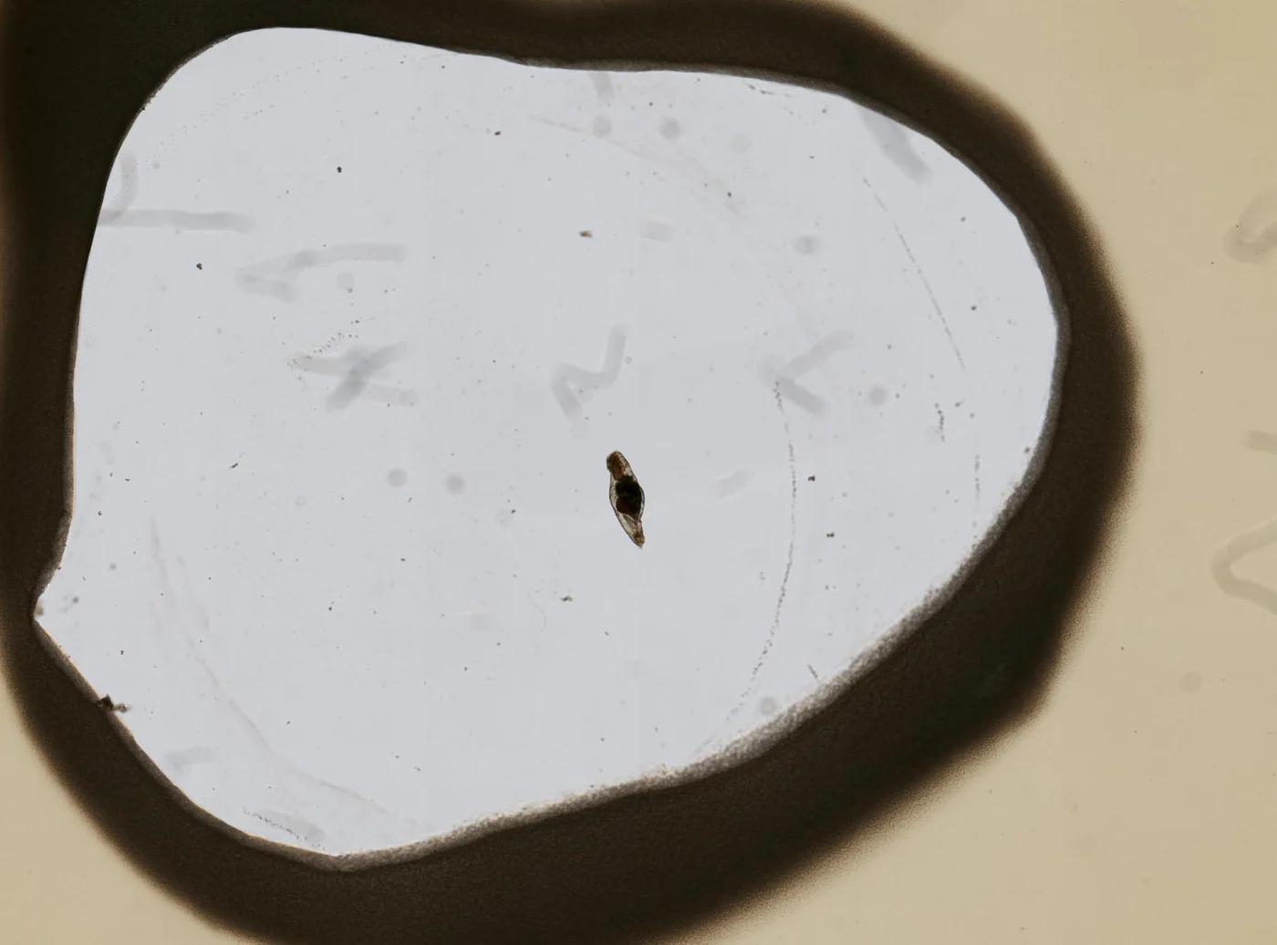 Resticula nyssa