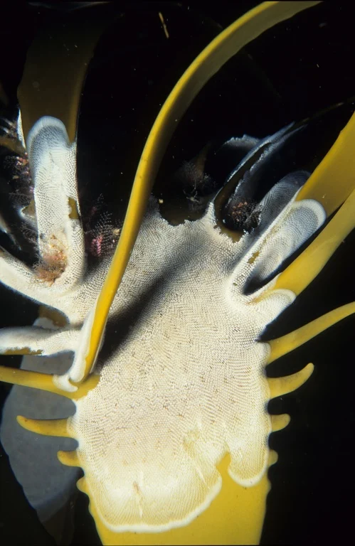 Lace Bryozoan