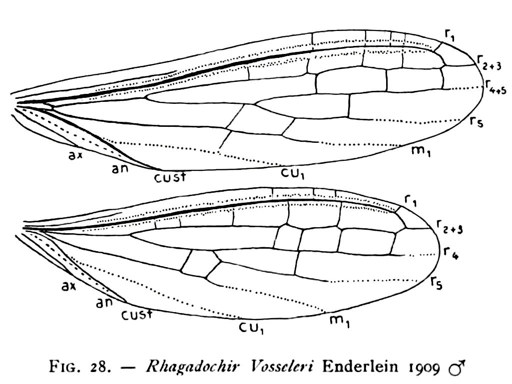 Rhagadochir virgo