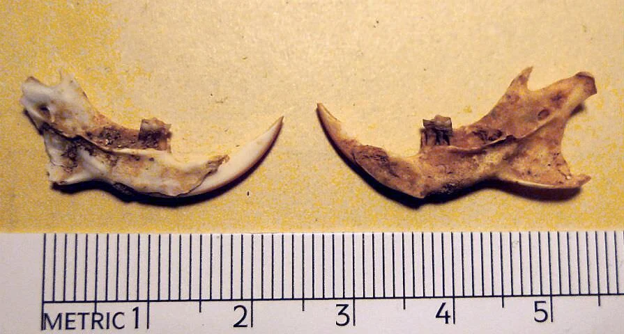 Tyrrhenian Field Rat