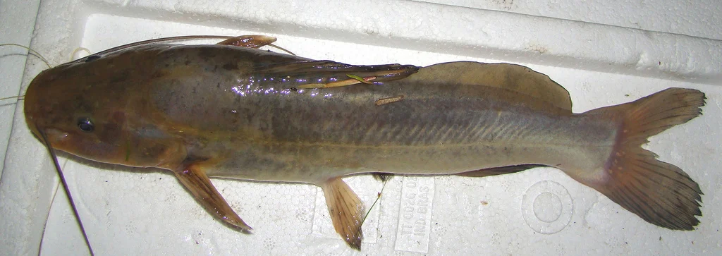 blindwhiskered catfish