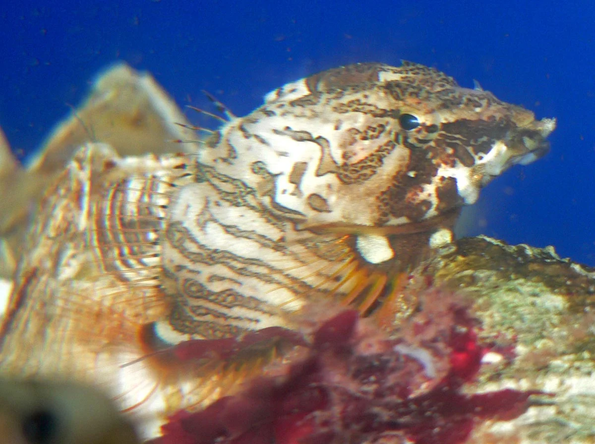 grunt sculpin