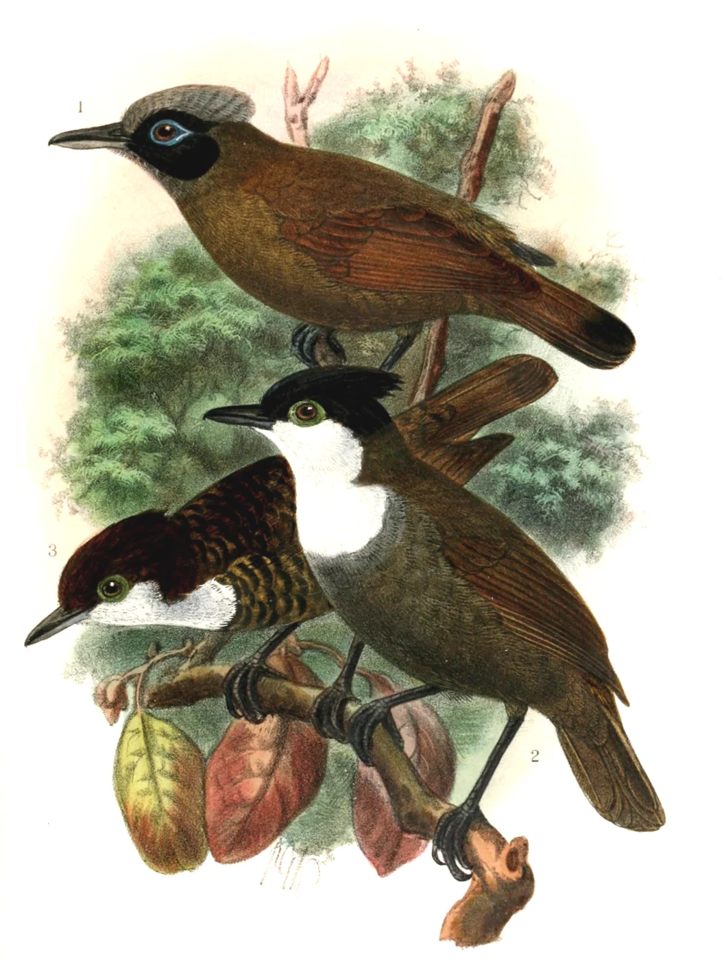 White-breasted Antbird