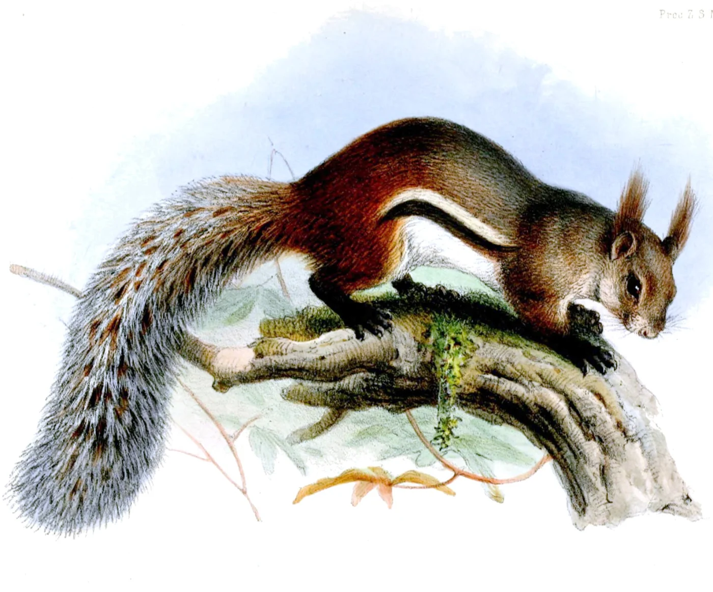 Ardilla terrestre de penachos