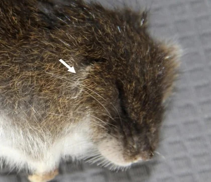 Thomas Ichthyomyine