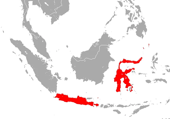 Sulawesi Horseshoe Bat