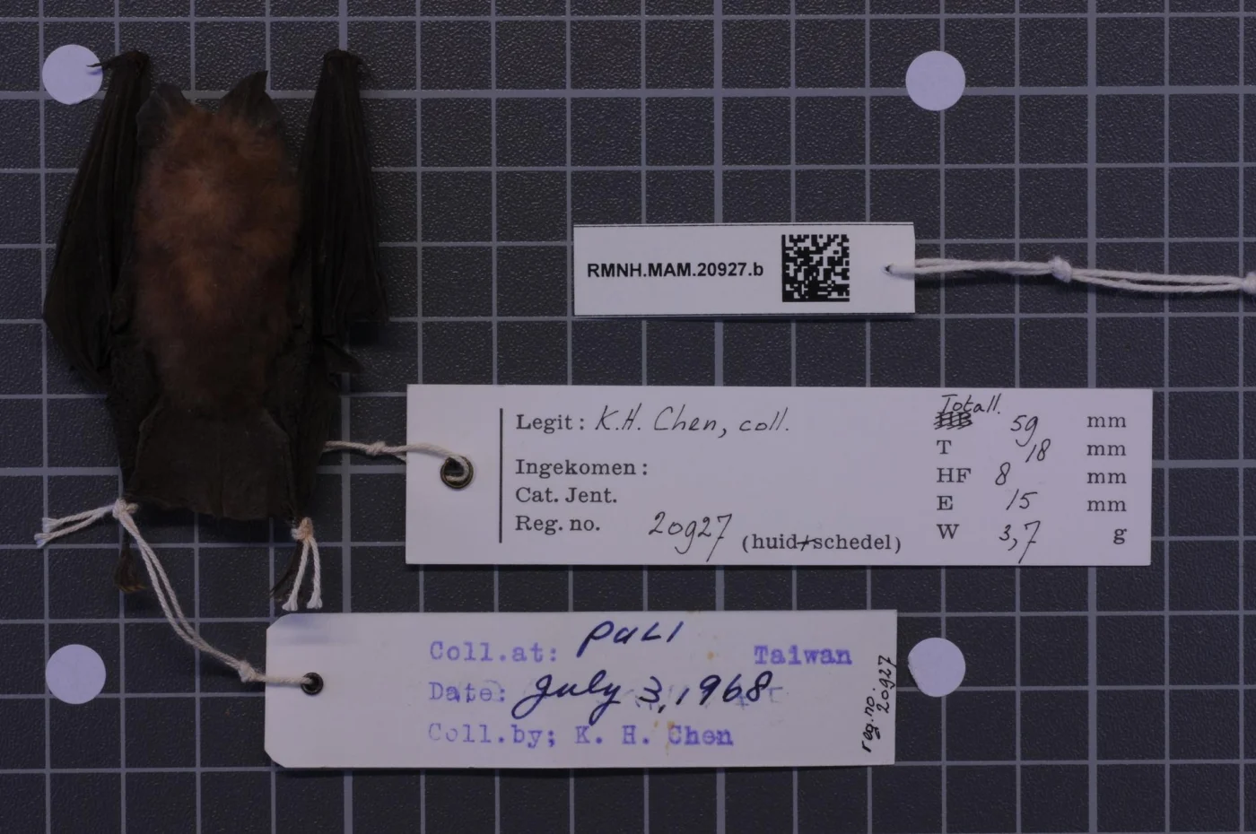 Japanese Lesser Horseshoe Bat