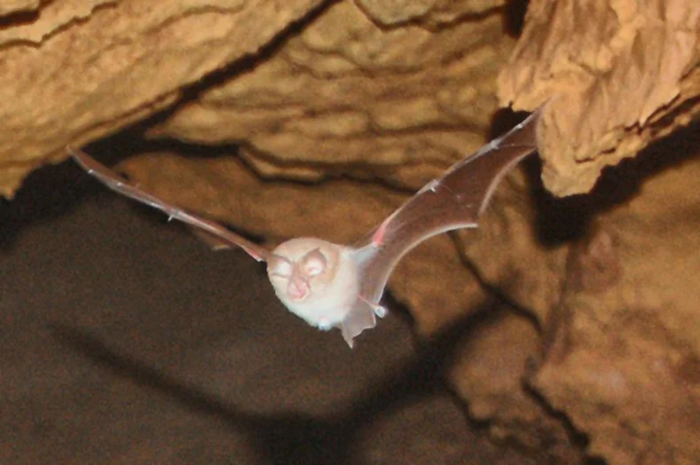 Mediterranean Horseshoe Bat