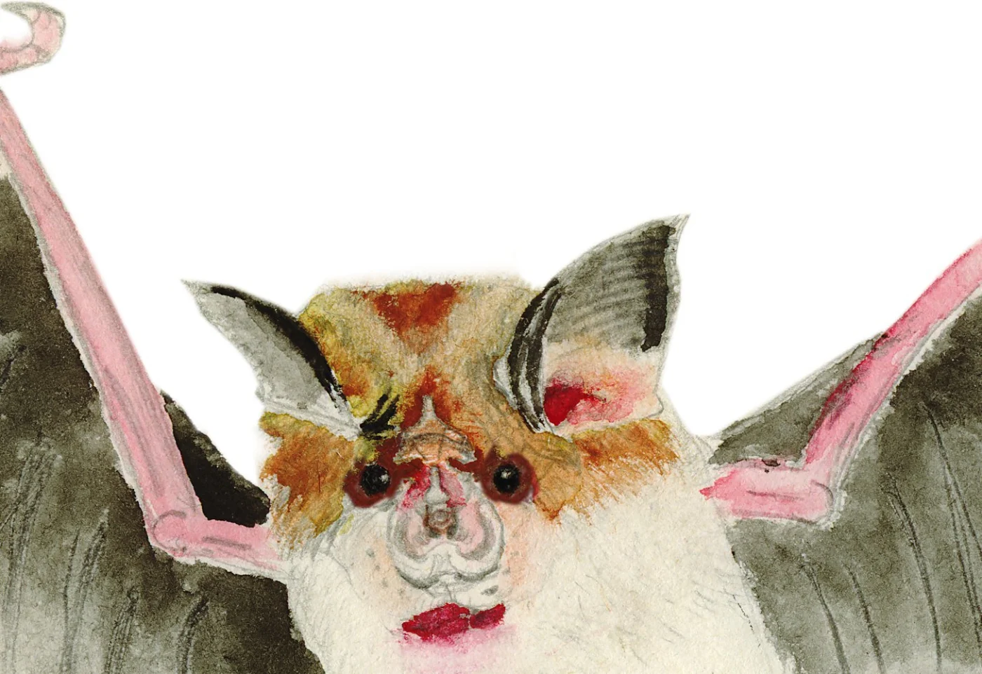 Mehely's Horseshoe Bat